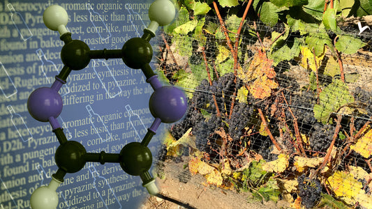S.D.: "The Science of Pyrazines in Wine"