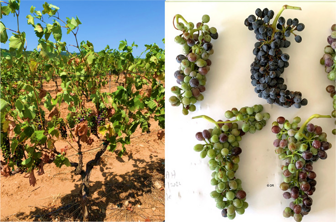 Vitisphère : "Sans irrigation, la vigne disparaît des Côtes du Rhône d’ici 3 à 5 ans"