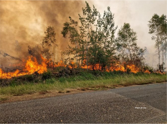 T.d.V. : " Incendie de Landiras : quel impact pour les Graves ? "