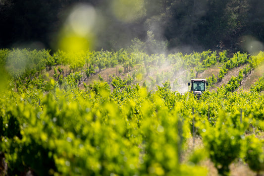 T.G.A.M. : " How viognier became one of the world’s most celebrated white wines "