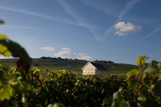 V. : " Pourquoi les ventes de champagnes vont baisser en volume et regagner en valeur "