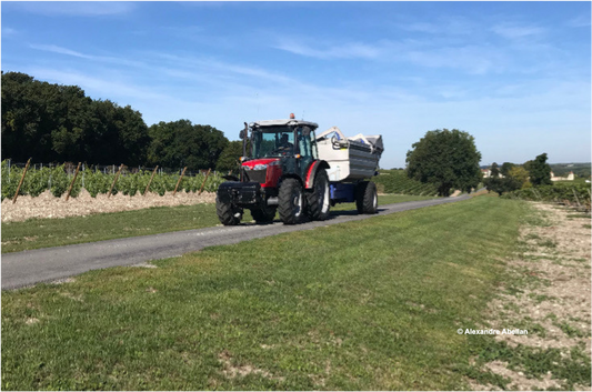 Vitisphère : " Avec 44 millions hl, la France ne va pas faire le plein lors des vendanges 2022 "