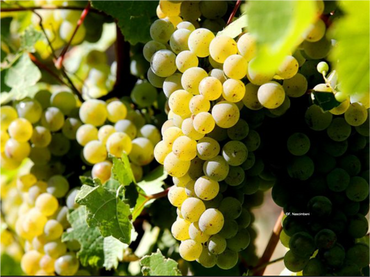 T.d.V. : " Vendanges 2022, quantité et qualité, les Champenois ont le sourire ! "