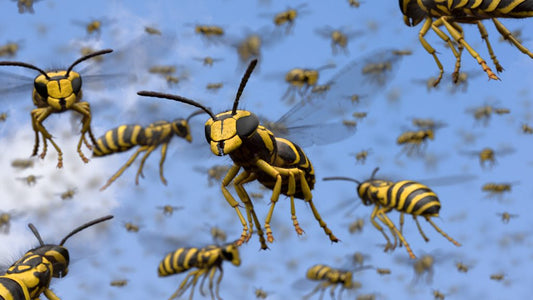 D.B. : "South African wine producer drone-drops wasps on vineyard"