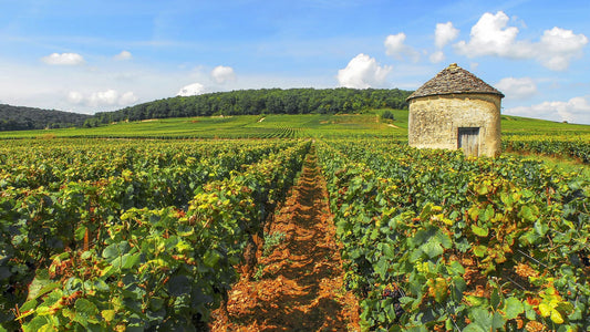 R.V.F. : " Bourgogne : la déferlante bio "