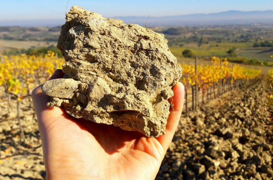 "Des bactéries pour régénérer les sols viticoles"