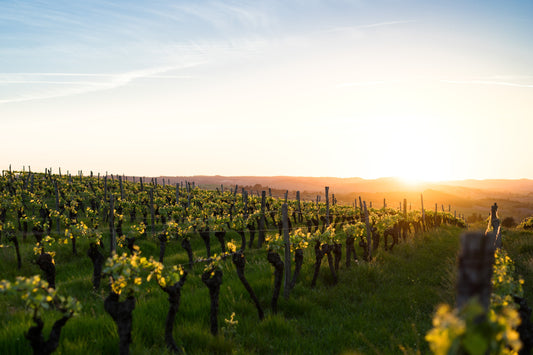 Terre de vin : " Château Lafon-Rochet : les dessous d’une transaction "