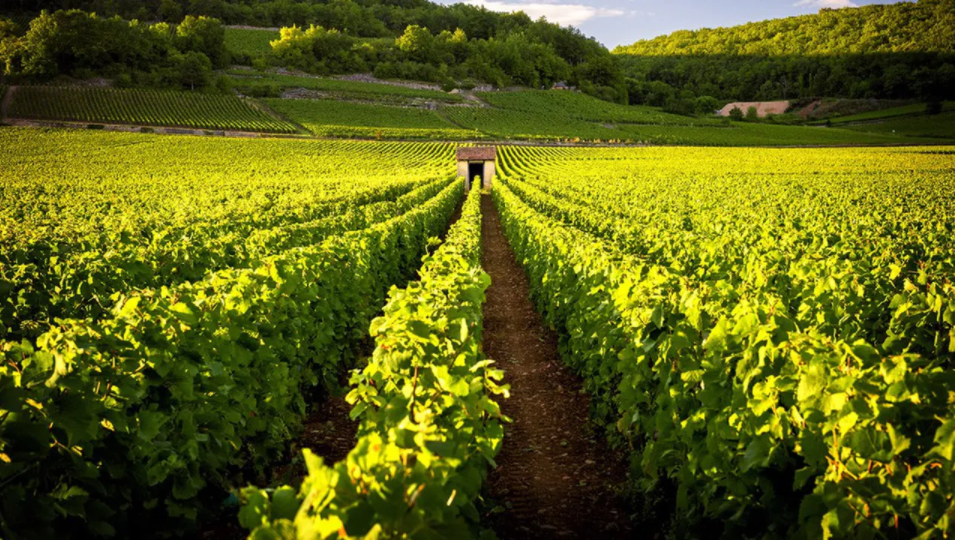 Les Echos : " Vin de Bourgogne : la hausse des prix pourrait atteindre 15 % "
