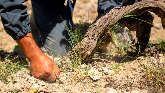 F.V. : " La sécheresse pousse les vignerons à changer de pratiques "