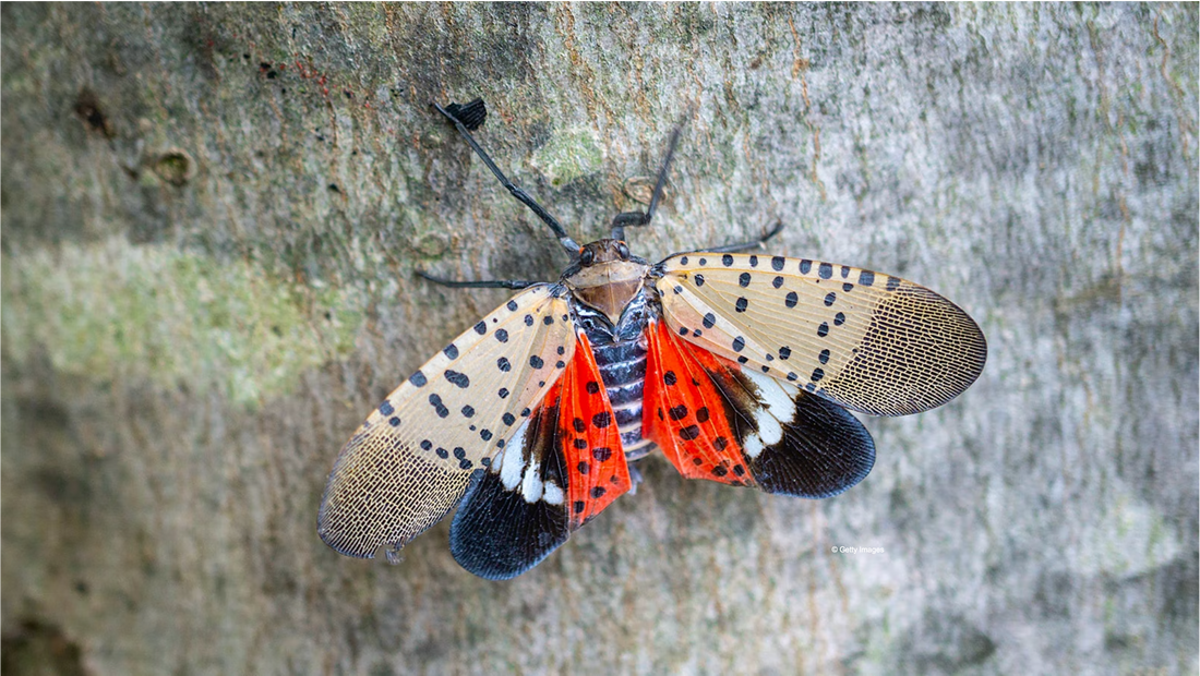 W.S. : " Vine-Killing Spotted Lanternfly Continues to Spread "