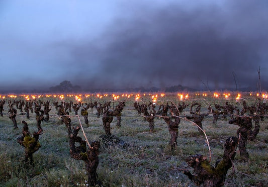 Decanter : "Bordeaux 2021 harvest was 20% below 10-year average following spring frosts"