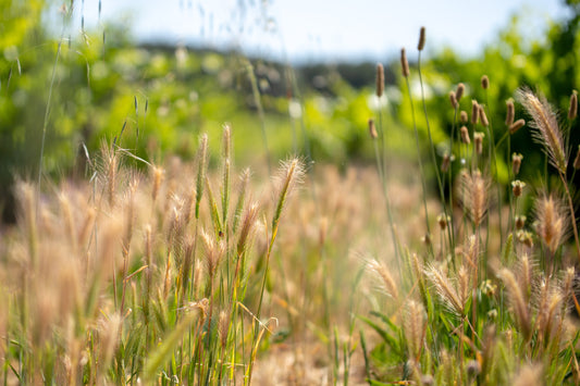 D.B. : "Bordeaux château plants Malbec in new project ‘addressing the climate challenges of tomorrow’"