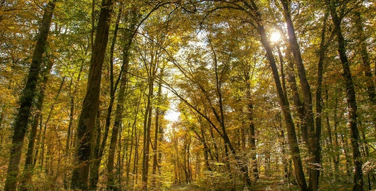 F.V. : " Une industrie de la tonnellerie en surchauffe : retour sur la vente record des plus beaux chênes de la forêt de Tronçais "