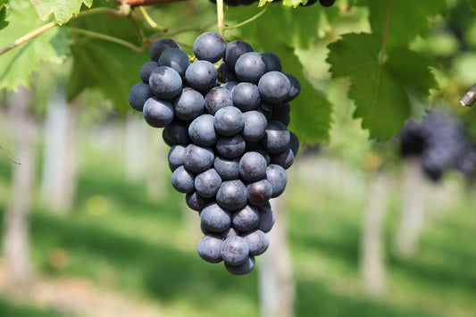 V. : " Un premier grand cru classé sur la décarbonation… et surtout la communication ? "