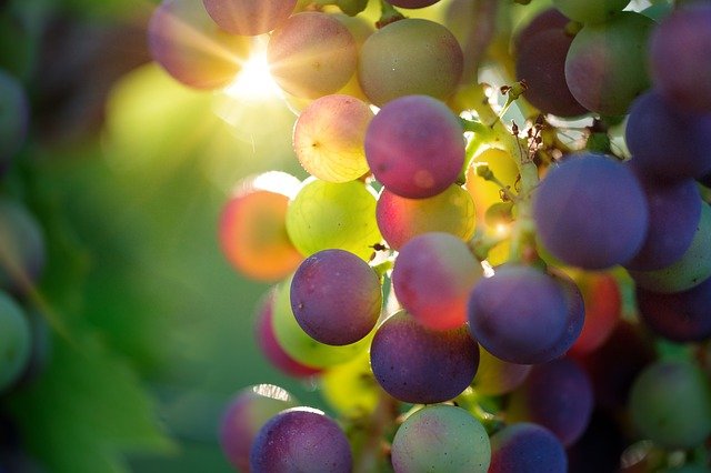 T.W.P. : " Wine grapes were first domesticated 11,000 years ago "