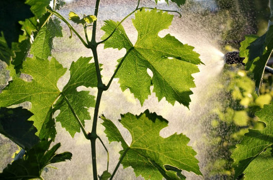 V. : "  Plan mildiou recherche viticulteurs volontaires à Bordeaux "