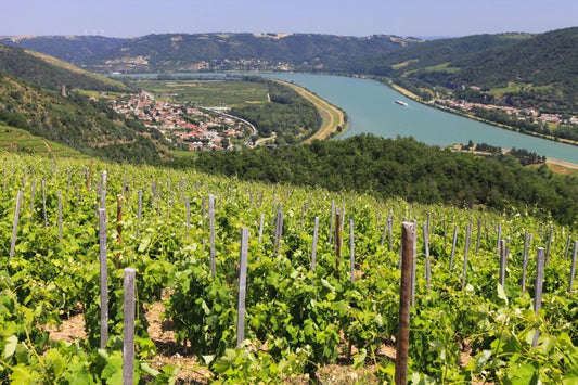 D.B. : "What’s driving the Rhône’s welcome resurgence?"