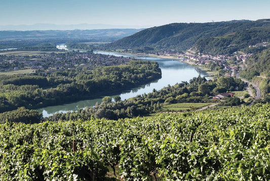 D.B. : "When in Rhône: are white wines the French region’s next gem?"