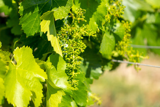 Vitisphère : " Non, passer en bio ne fait pas baisser le rendement de la vigne "