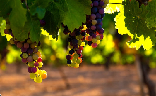 N.G. : " These ancient grapes may be the future of wine "
