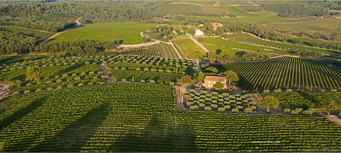 R.V.F. : " La Provence, le nouvel eldorado viticole des milliardaires ! "