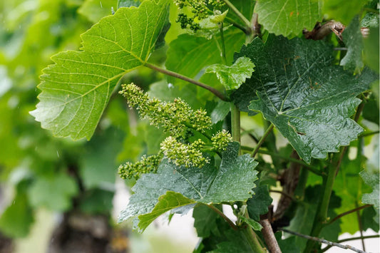 "Floraison de la vigne : une étape cruciale pour le vin"