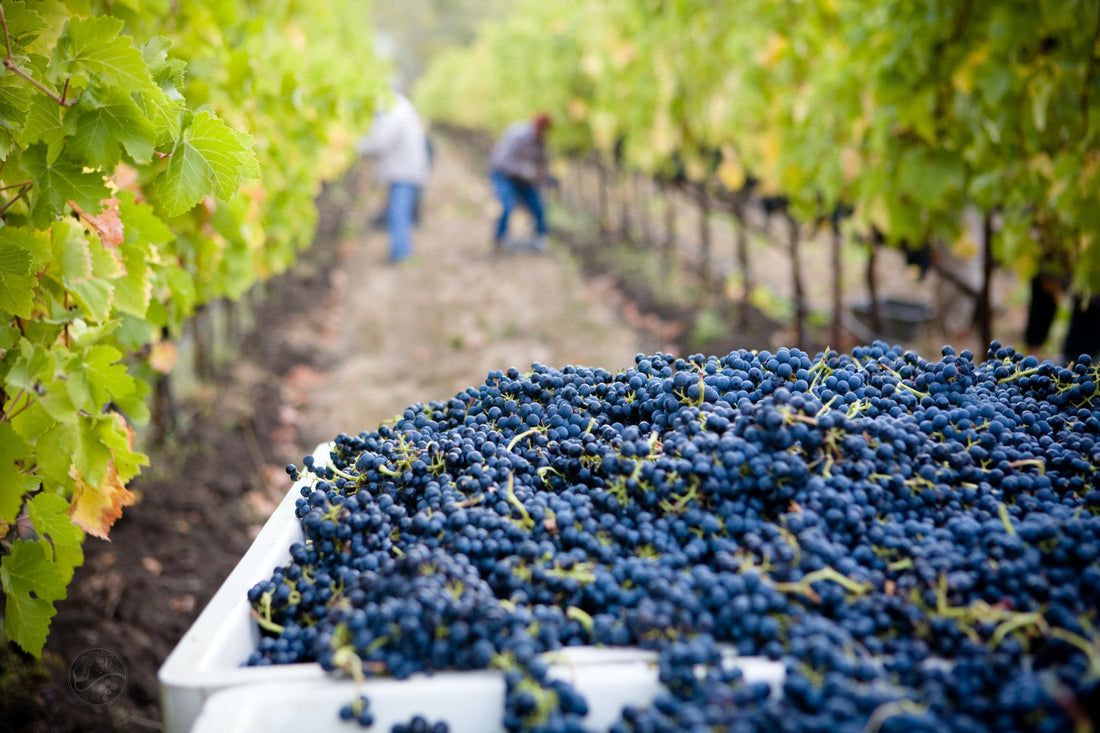 Le Monde : " La France rétrogradée au troisième rang mondial des producteurs de vin "