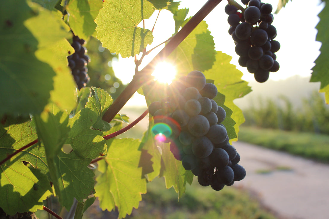 La Revue du Vin de France : "Bordeaux teste des cépages étrangers contre le changement climatique"