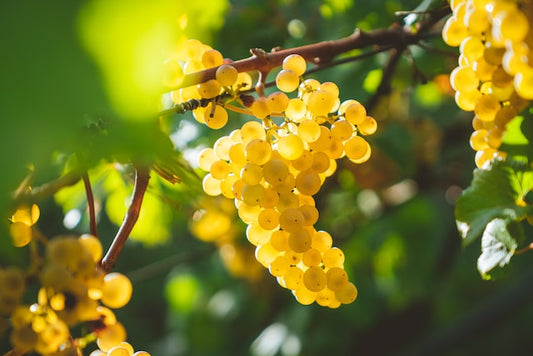 R.V.F. : " Billet de vendanges : Sauvegardons notre héritage végétal "