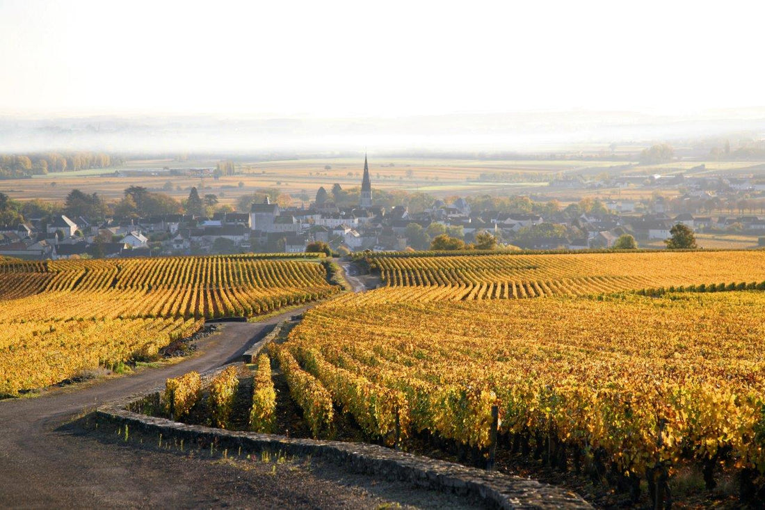 V. : " Bientôt des vignes plantées à 5 000 pieds/ha et irriguées à Meursault ? "