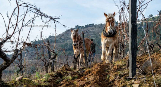 D. : "Sustainability: How green is your wine?"