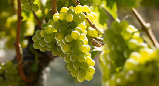 T.V. : " L’appellation Médoc Blanc dans les starting blocks ! "