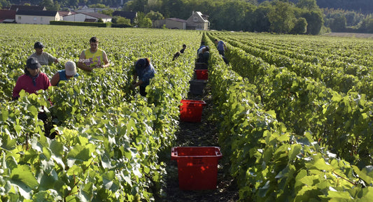 R.V.F. : " Champagne : les vendanges 2024 sont lancées ! "