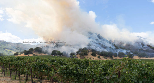 D. : "New method may help wines tainted by wildfire smoke"