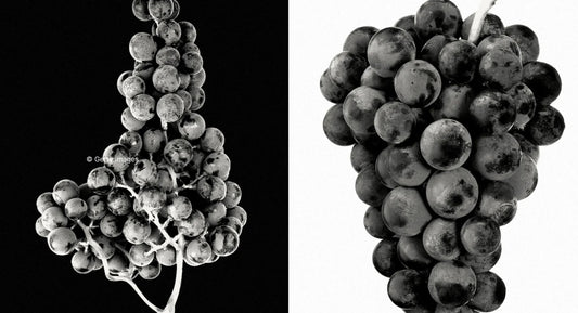 W.E. : "The Greatest Grape Debate: Pinot Noir vs. Cabernet Sauvignon"