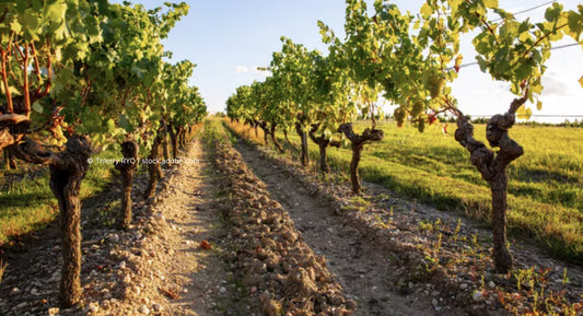 F.V. : " Le programme du World Living Soils Forum, le grand événement sur la vie des sols par Moët Hennessy "