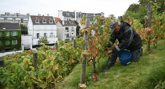 CNN: "The secret vineyard in the middle of Paris where the wine has ‘an air of mystery’ "