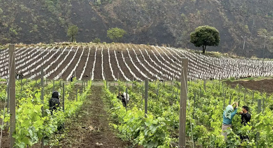 W.F.W. : "Wine as worlding: Bhutan’s path into fine wine"