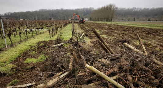 L.M. : "Drop in wine consumption is reshaping French vineyards"