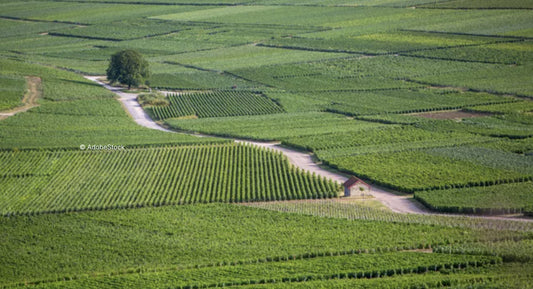 F.V. : " Un forum pour promouvoir l'agriculture régénératrice en Champagne "