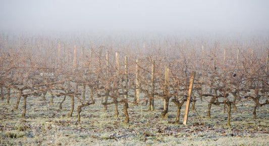 D.B. : "France to produce one of smallest vintages in a century"