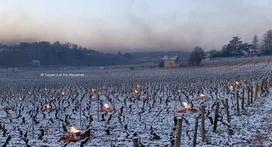 D.B. : "Burgundy faces tough vintage, after a challenging growing season"