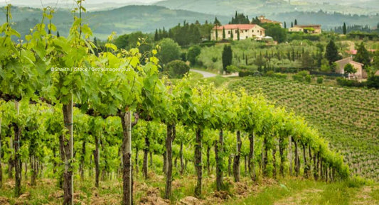 D. : "Andrew Jefford: ‘Are there lessons for Bordeaux in Tuscany’s free thinking?’"