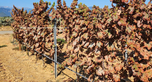 V. : " La cicadelle lance-flammes débarque dans les vignes de Provence "