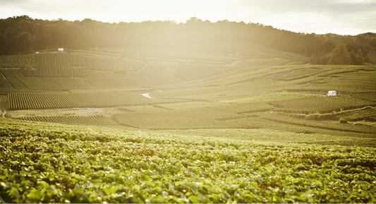 D. : "Hugh Johnson: ‘Château-owners’ secret, they always said, was in their special soil’ "