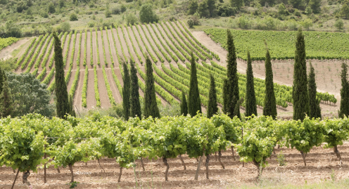 R.V.F. : " Face au réchauffement climatique, des vignerons de l'Aude changent de cépage pour sauver le vin "