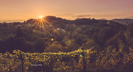 F. : "7 Wine Regions To Watch In 2024, According To Sommeliers"