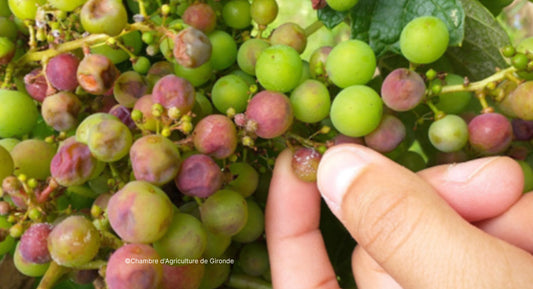 V. : " Pourquoi votre vignoble a-t-il tenu, ou craqué, face au mildiou en 2023 ? "