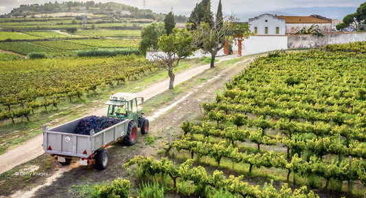 R.V.F. : " Bouteilles allégées, robots... la filière vin cherche de nouveaux usages "