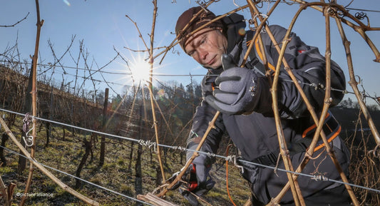 R.V.F. : " La taille de la vigne, le premier geste de l'hiver "